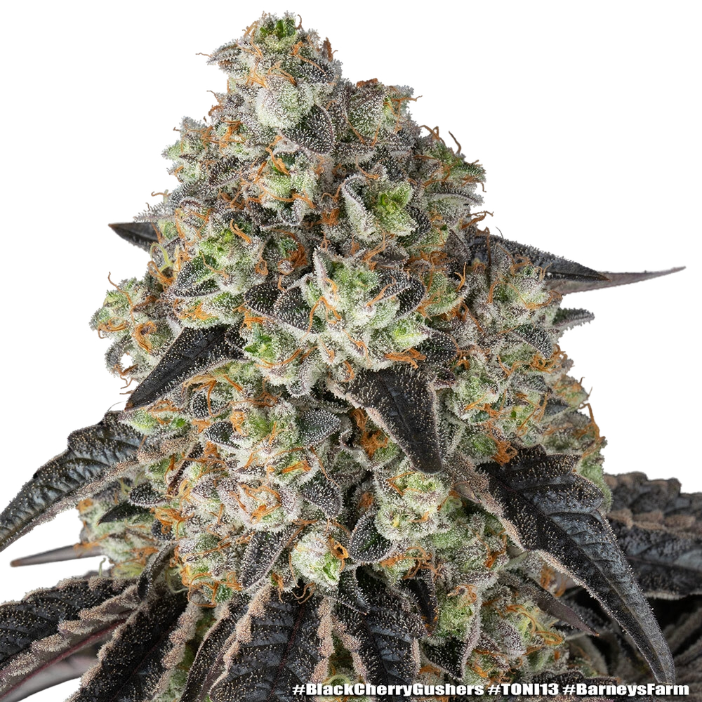 Black Cherry Gushers | PHOTOFEM | Barneys Farm - Freigestellt 2026-05-31