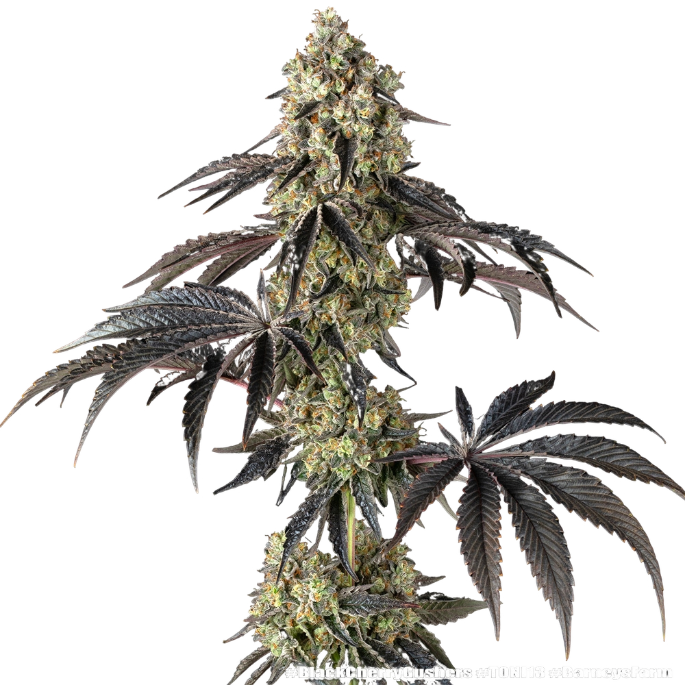 Black Cherry Gushers | PHOTOFEM | Barneys Farm - Freigestellt 2026-05-31