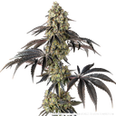 Black Cherry Gushers | PHOTOFEM | Barneys Farm - Freigestellt 2026-05-31