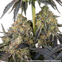 Black Cherry Gushers | PHOTOFEM | Barneys Farm - Freigestellt 2026-05-31