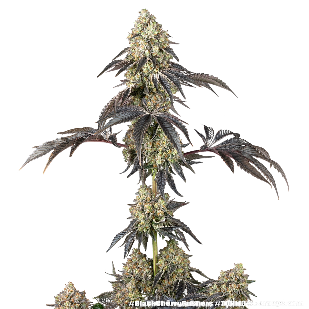 Black Cherry Gushers | PHOTOFEM | Barneys Farm - Freigestellt 2026-05-31