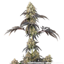 Black Cherry Gushers | PHOTOFEM | Barneys Farm - Freigestellt 2026-05-31