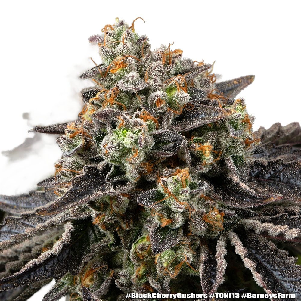 Black Cherry Gushers | PHOTOFEM | Barneys Farm - Freigestellt 2026-05-31