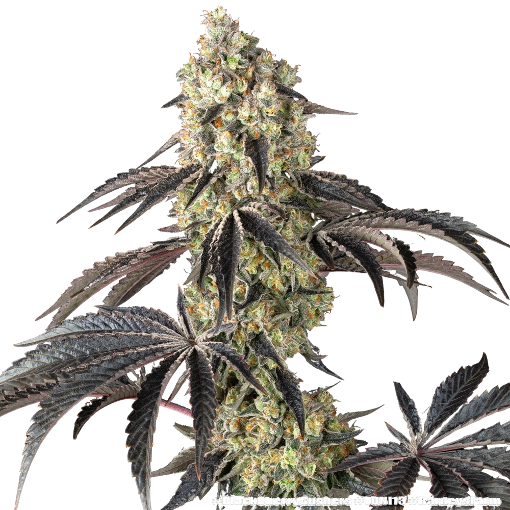 Black Cherry Gushers | PHOTOFEM | Barneys Farm - Freigestellt 2026-05-31
