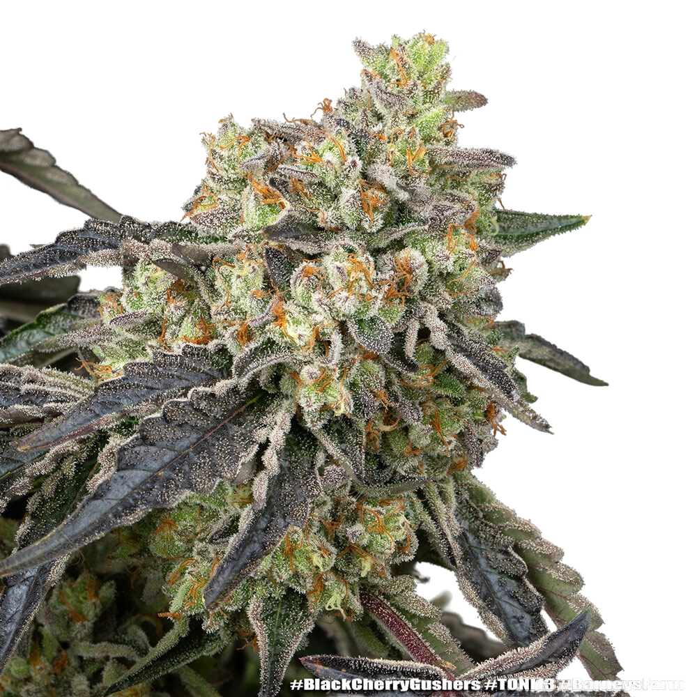 Black Cherry Gushers | PHOTOFEM | Barneys Farm - Freigestellt 2026-05-31