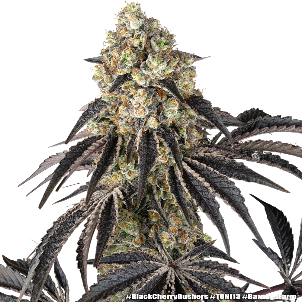 Black Cherry Gushers | PHOTOFEM | Barneys Farm - Freigestellt 2026-05-31