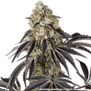 Black Cherry Gushers | PHOTOFEM | Barneys Farm - Freigestellt 2026-05-31