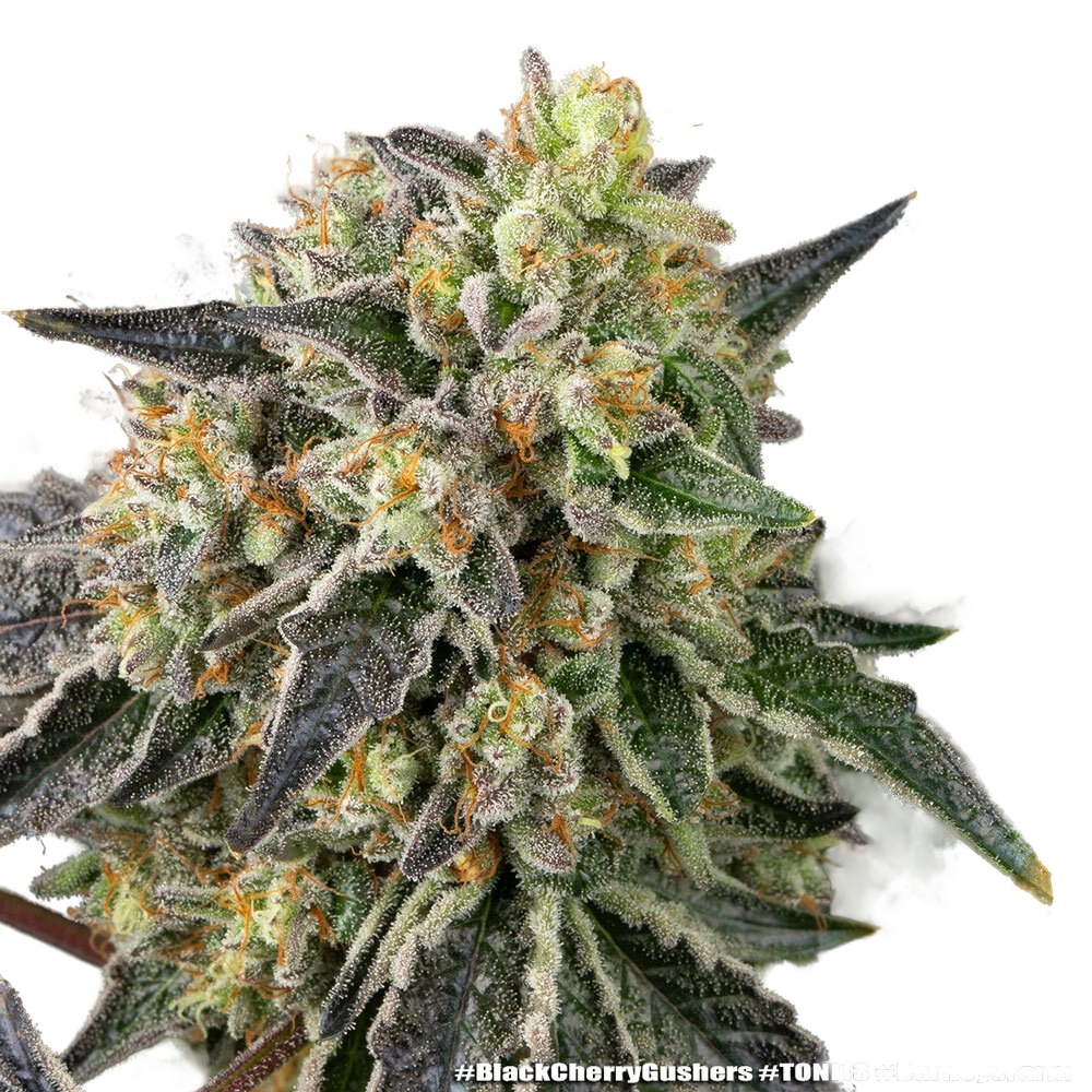 Black Cherry Gushers | PHOTOFEM | Barneys Farm - Freigestellt 2026-05-31