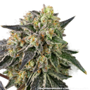 Black Cherry Gushers | PHOTOFEM | Barneys Farm - Freigestellt 2026-05-31