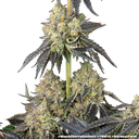 Black Cherry Gushers | PHOTOFEM | Barneys Farm - Freigestellt 2026-05-31