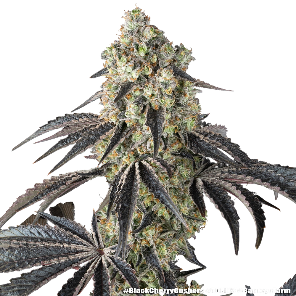 Black Cherry Gushers | PHOTOFEM | Barneys Farm - Freigestellt 2026-05-31