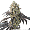 Black Cherry Gushers | PHOTOFEM | Barneys Farm - Freigestellt 2026-05-31