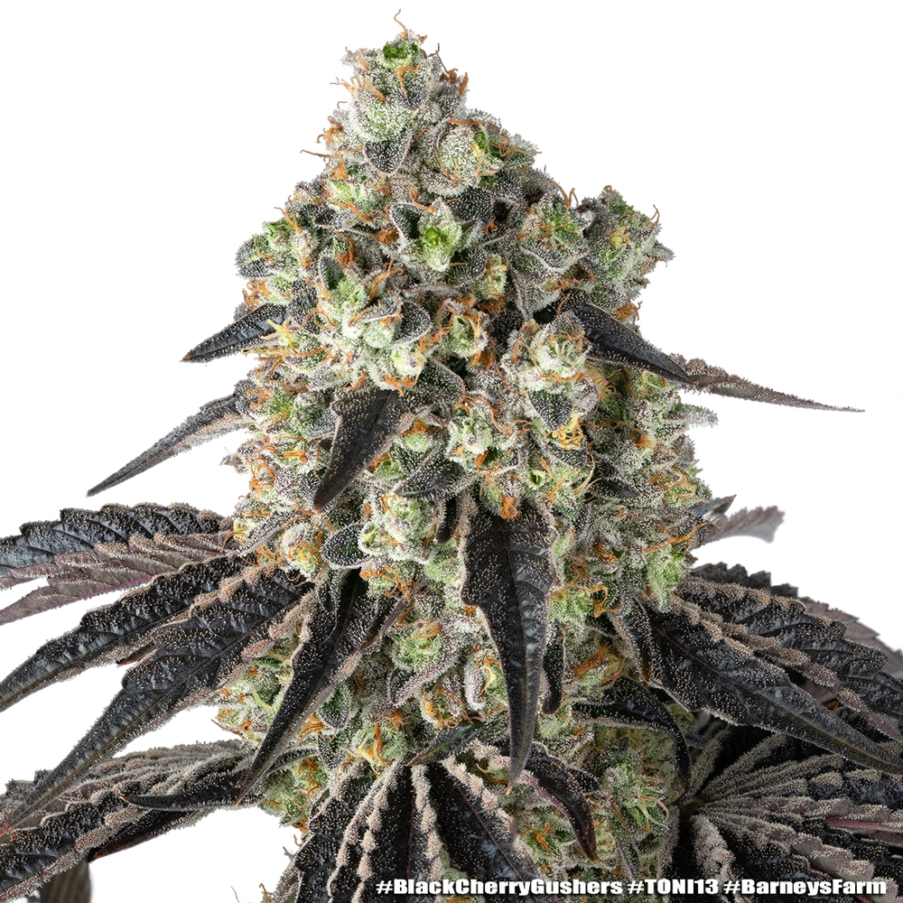Black Cherry Gushers | PHOTOFEM | Barneys Farm - Freigestellt 2026-05-31