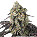 Black Cherry Gushers | PHOTOFEM | Barneys Farm - Freigestellt 2026-05-31