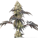 Black Cherry Gushers | PHOTOFEM | Barneys Farm - Freigestellt 2026-05-31