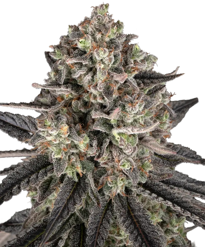 Blue Dream | PHOTOFEM | Barneys Farm - Freigestellt 2026-05-31