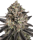 Blue Dream | PHOTOFEM | Barneys Farm - Freigestellt 2026-05-31