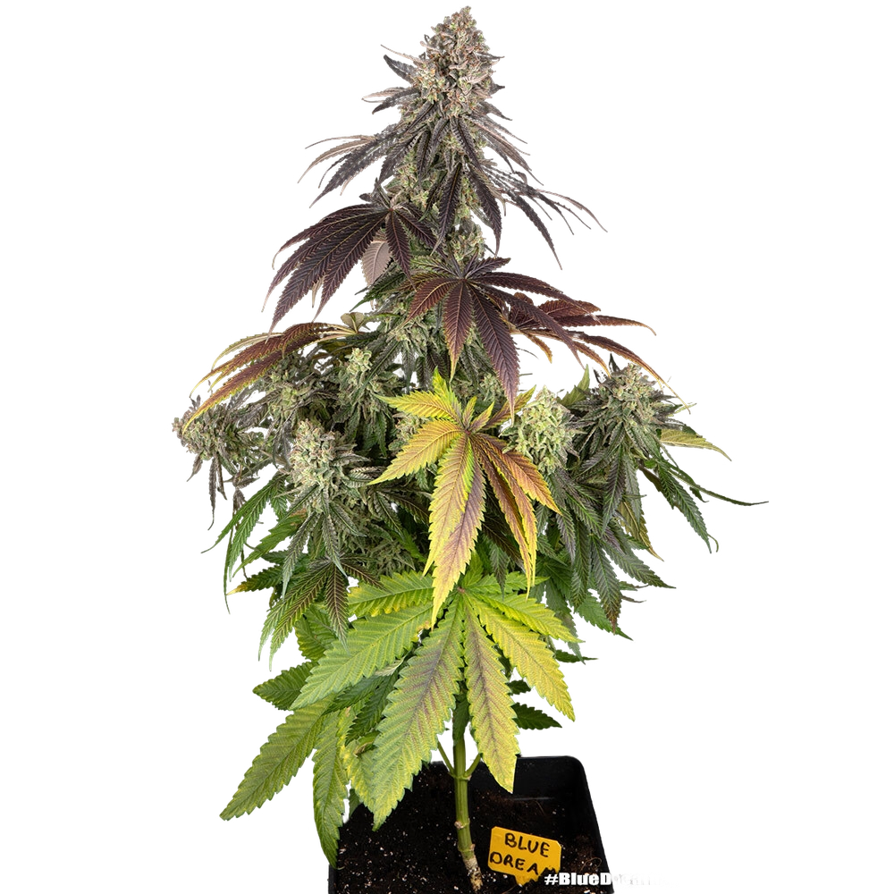 Blue Dream | PHOTOFEM | Barneys Farm - Freigestellt 2026-05-31