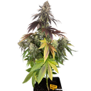 Blue Dream | PHOTOFEM | Barneys Farm - Freigestellt 2026-05-31