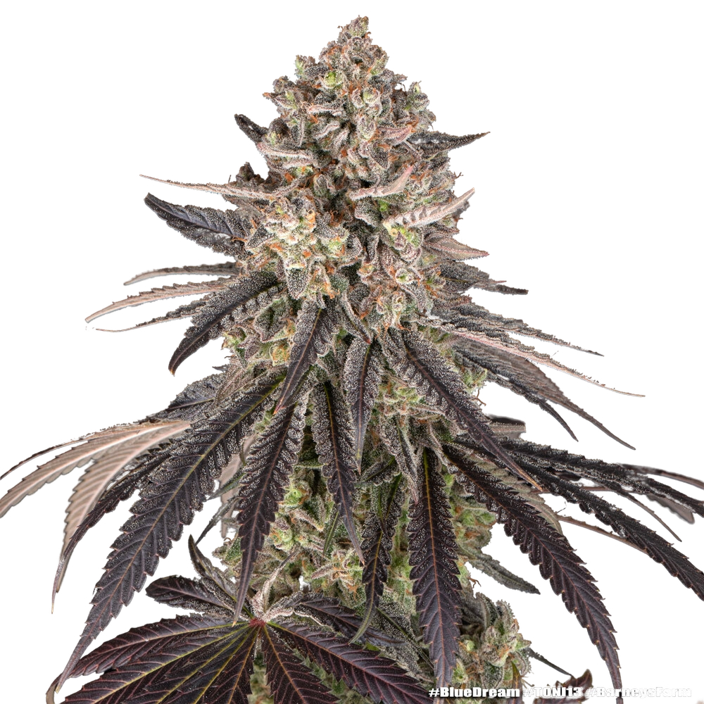 Blue Dream | PHOTOFEM | Barneys Farm - Freigestellt 2026-05-31