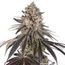 Blue Dream | PHOTOFEM | Barneys Farm - Freigestellt 2026-05-31