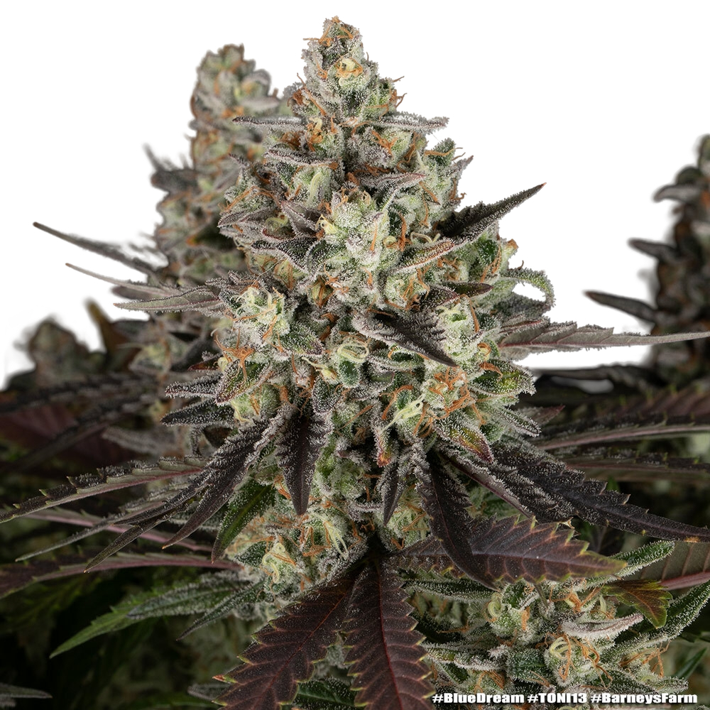 Blue Dream | PHOTOFEM | Barneys Farm - Freigestellt 2026-05-31