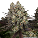 Blue Dream | PHOTOFEM | Barneys Farm - Freigestellt 2026-05-31