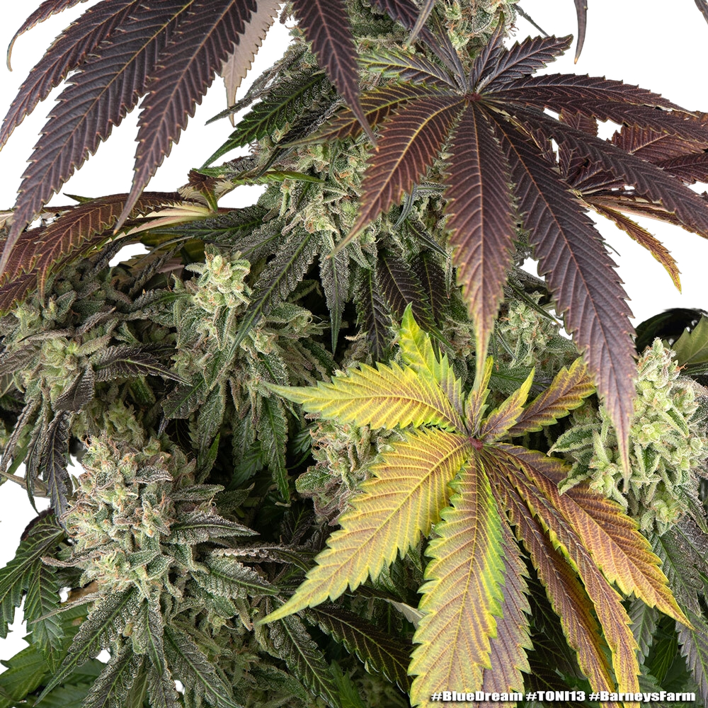 Blue Dream | PHOTOFEM | Barneys Farm - Freigestellt 2026-05-31