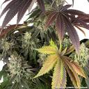 Blue Dream | PHOTOFEM | Barneys Farm - Freigestellt 2026-05-31