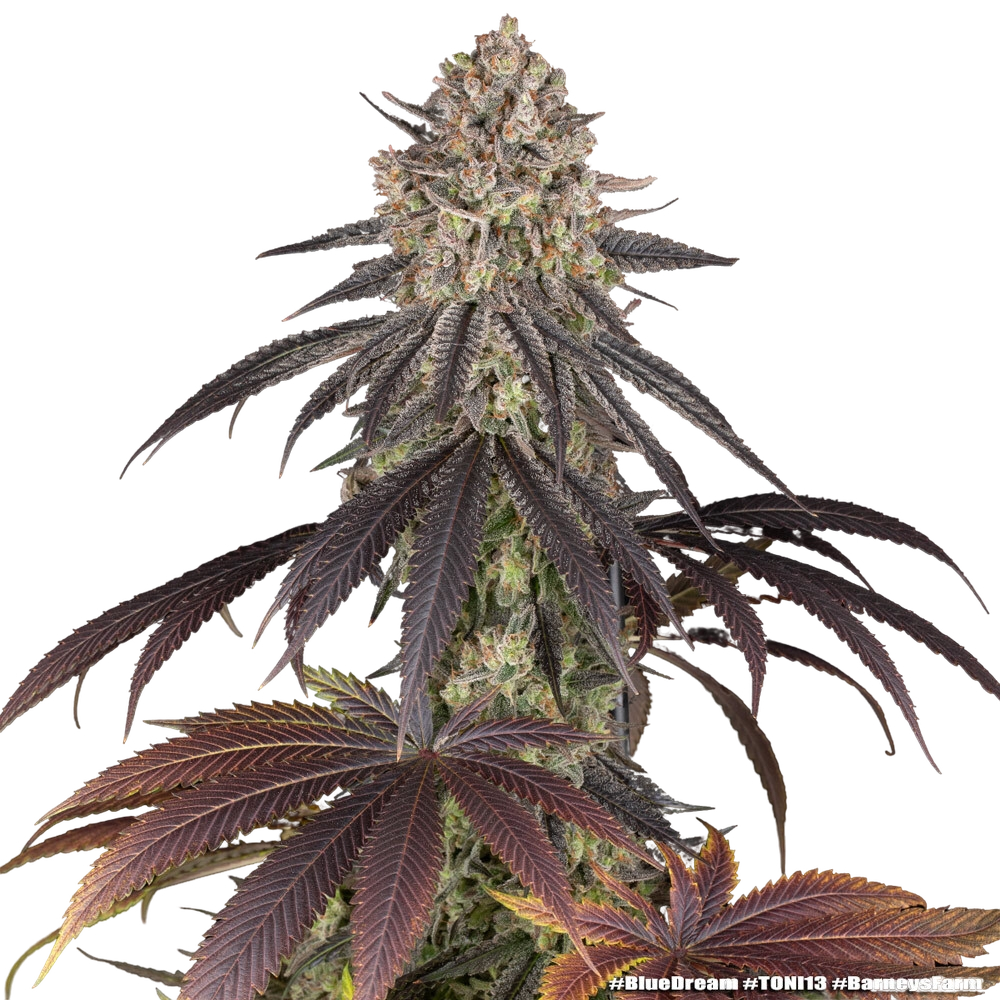 Blue Dream | PHOTOFEM | Barneys Farm - Freigestellt 2026-05-31