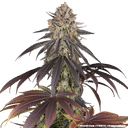 Blue Dream | PHOTOFEM | Barneys Farm - Freigestellt 2026-05-31