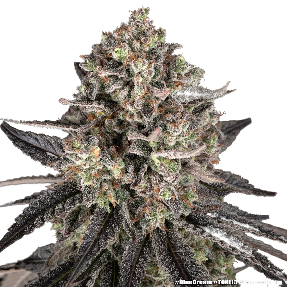 Blue Dream | PHOTOFEM | Barneys Farm - Freigestellt 2026-05-31