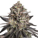 Blue Dream | PHOTOFEM | Barneys Farm - Freigestellt 2026-05-31