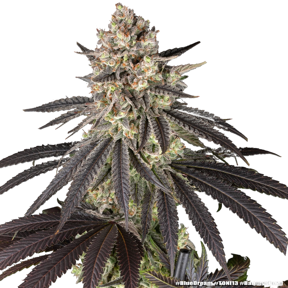 Blue Dream | PHOTOFEM | Barneys Farm - Freigestellt 2026-05-31