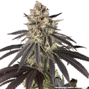 Blue Dream | PHOTOFEM | Barneys Farm - Freigestellt 2026-05-31