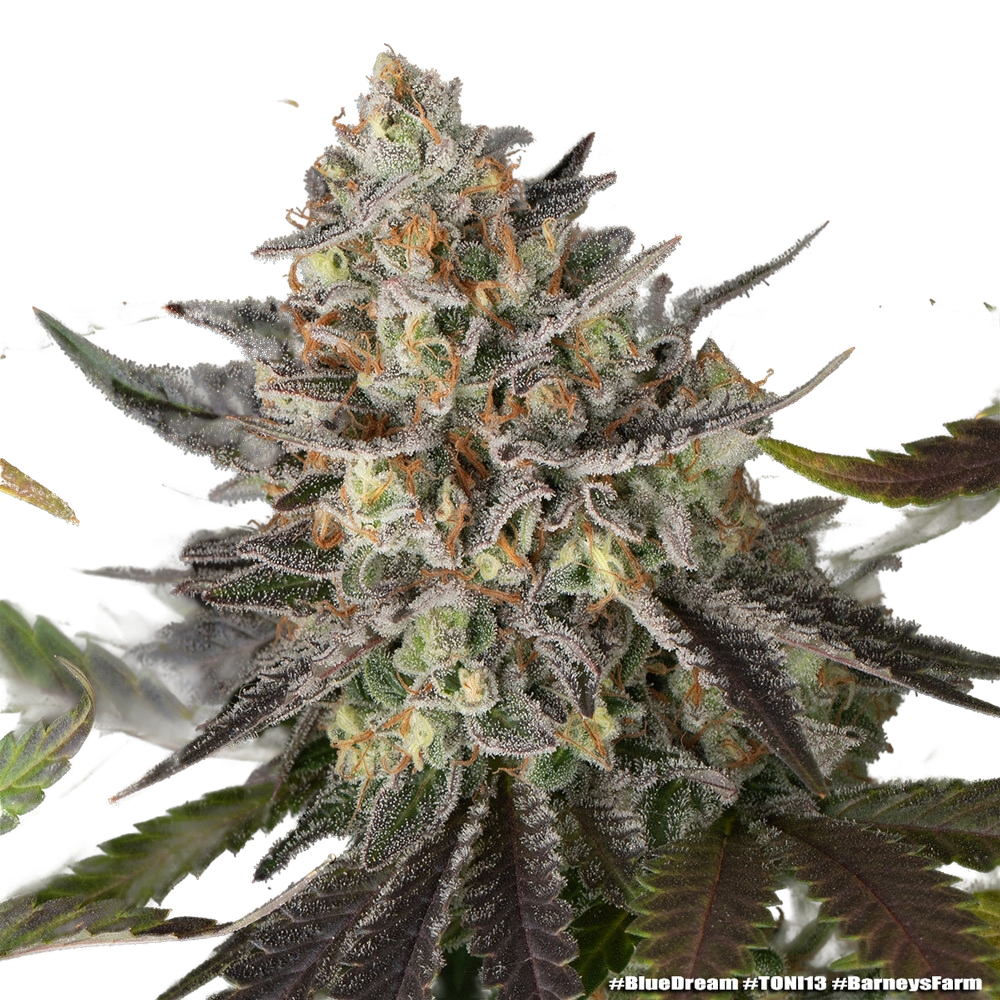 Blue Dream | PHOTOFEM | Barneys Farm - Freigestellt 2026-05-31