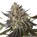 Blue Dream | PHOTOFEM | Barneys Farm - Freigestellt 2026-05-31
