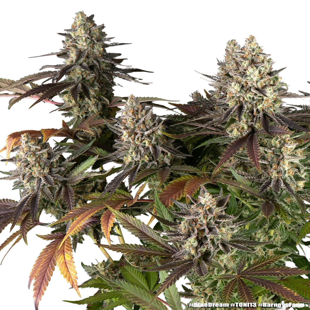 Blue Dream | PHOTOFEM | Barneys Farm - Freigestellt 2026-05-31