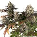 Blue Dream | PHOTOFEM | Barneys Farm - Freigestellt 2026-05-31
