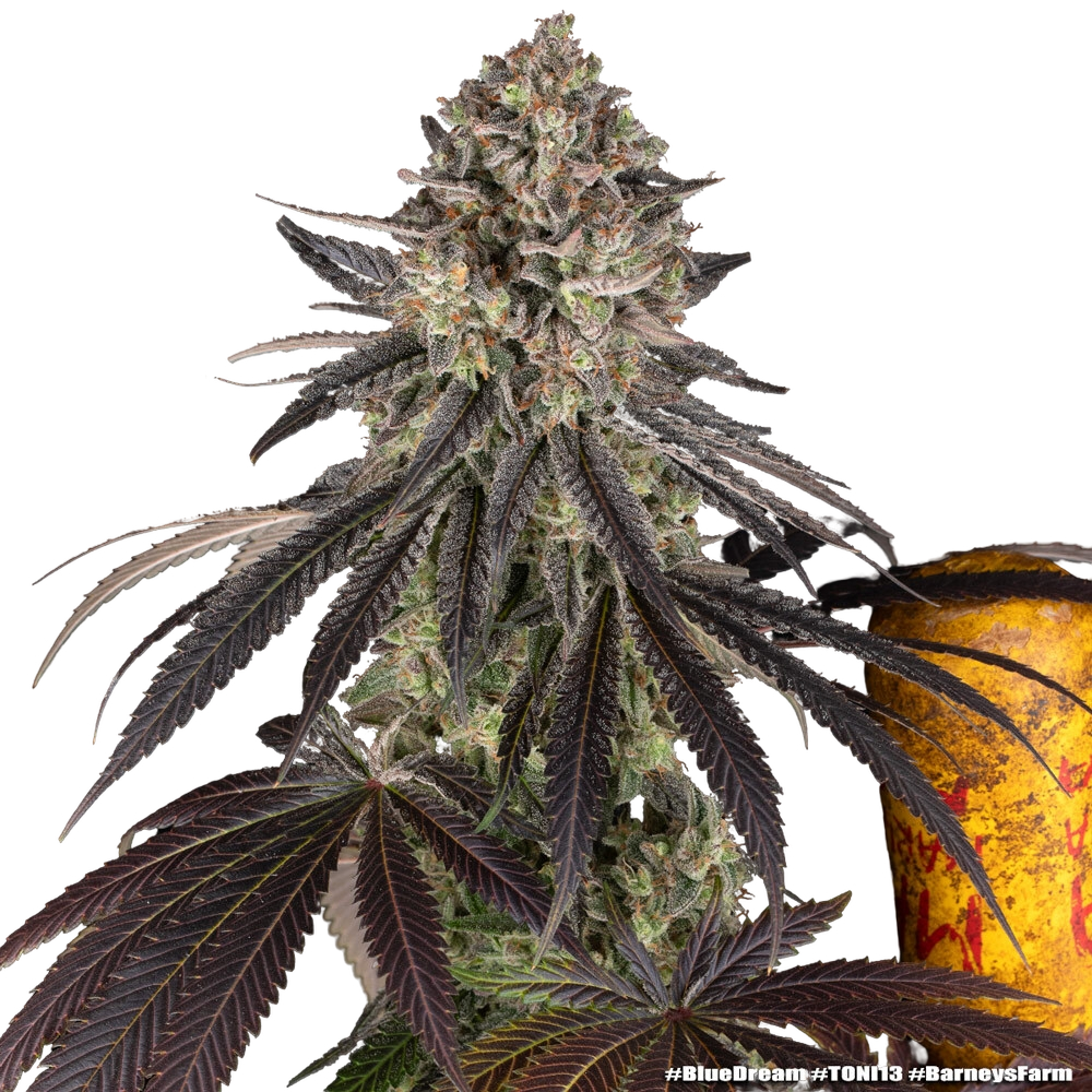 Blue Dream | PHOTOFEM | Barneys Farm - Freigestellt 2026-05-31