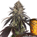 Blue Dream | PHOTOFEM | Barneys Farm - Freigestellt 2026-05-31