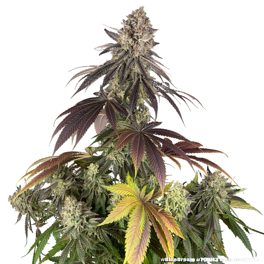 Blue Dream | PHOTOFEM | Barneys Farm - Freigestellt 2026-05-31