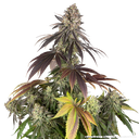 Blue Dream | PHOTOFEM | Barneys Farm - Freigestellt 2026-05-31