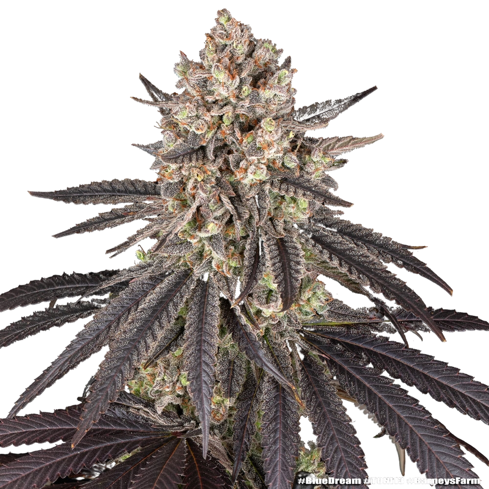 Blue Dream | PHOTOFEM | Barneys Farm - Freigestellt 2026-05-31