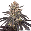 Blue Dream | PHOTOFEM | Barneys Farm - Freigestellt 2026-05-31