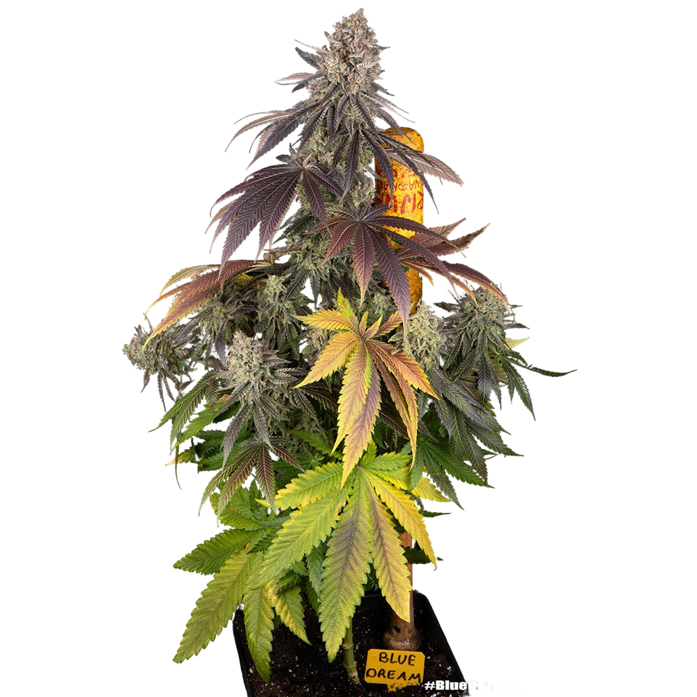 Blue Dream | PHOTOFEM | Barneys Farm - Freigestellt 2026-05-31