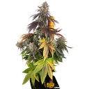 Blue Dream | PHOTOFEM | Barneys Farm - Freigestellt 2026-05-31