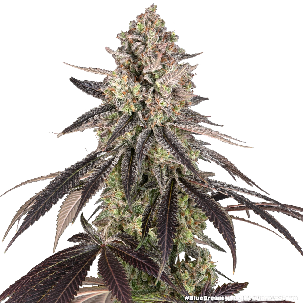 Blue Dream | PHOTOFEM | Barneys Farm - Freigestellt 2026-05-31