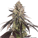 Blue Dream | PHOTOFEM | Barneys Farm - Freigestellt 2026-05-31