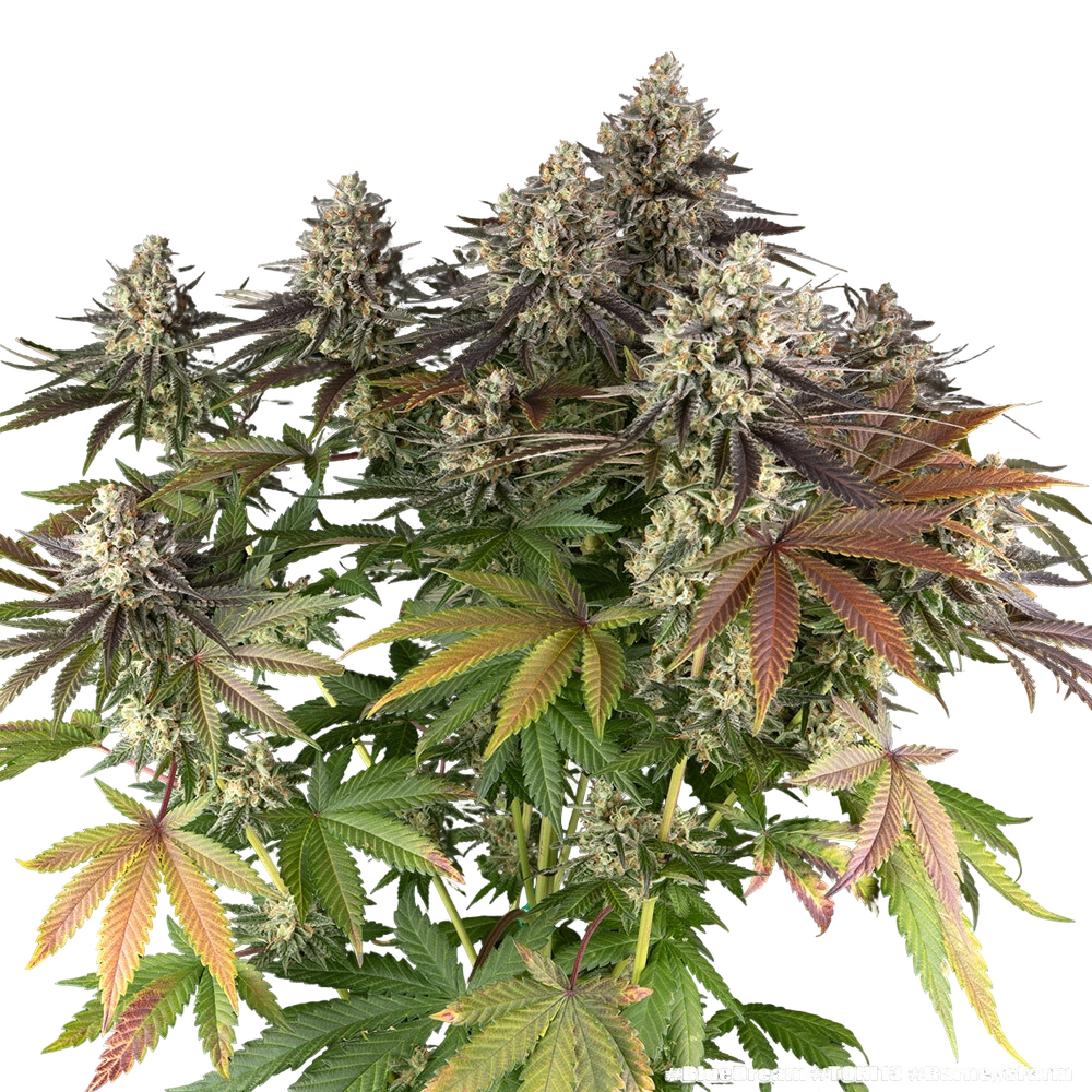 Blue Dream | PHOTOFEM | Barneys Farm - Freigestellt 2026-05-31